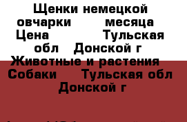 Щенки немецкой овчарки   1.5 месяца › Цена ­ 6 000 - Тульская обл., Донской г. Животные и растения » Собаки   . Тульская обл.,Донской г.